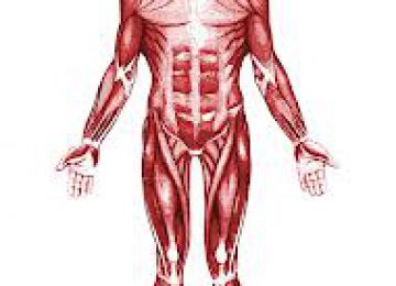 שאלון מקוון בנושא מערכת השלד ומערכת השרירים בגוף האדם