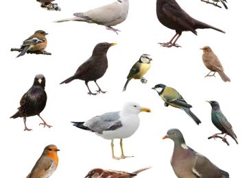 הכרה וזיהוי ציפורים